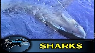 Thresher Sharks  How to catch them  The Totally Awesome Fishing Show [upl. by Ayrolg]