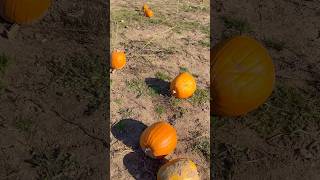 Pumpkin  Pumpkin Palooza Wolfville Farmers Market [upl. by Shiau222]