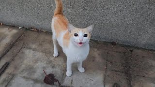 Feeding a street cat on my way to work [upl. by Wemolohtrab]