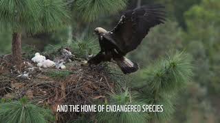 WWF video to save Doñana from drought and illegal water extraction Great wildlife and drone footage [upl. by Etiragram]