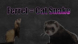 Ferrets Are Cat Snakes [upl. by Alleciram]