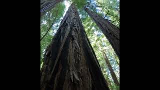 Redwoods National Park California 26 nature nationalpark travel [upl. by Mcquade]