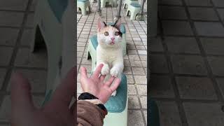 I encountered a stray cat at the entrance of Buji Central Primary School orangecat cute catkitty [upl. by Arihsa]