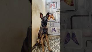 My 7month Belgian Malinois Do What Ever When it comes to food belgianmalinoisdog belgianmalinois [upl. by Nuawad]