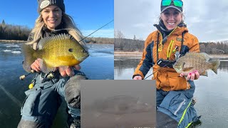 Early Ice Panfish  Underwater Footage [upl. by Rrats]