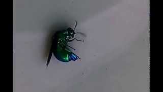 Misteri Kumbang Metalik  Metallic Beetle  Cuckoo Wasp [upl. by Marielle9]