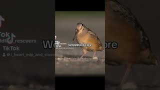 Woodcock core woodcock timberdoodle americanwoodcock bird birds [upl. by Cody175]