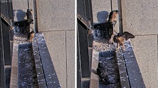 367 Collins St Falcons 🐥🐥Two Chicks on Mums Perch Sharing Beaky Kisses 💖 2024 Nov 12 [upl. by Cam741]