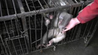 Performing Animals Backstage at Badaling Safari Park Beijing April 2010 [upl. by Juliano245]