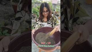 গোলাপ গাছের মাটি তৈরি  soil mix for gardening shorts soil bagan gardening garden [upl. by Alyos]