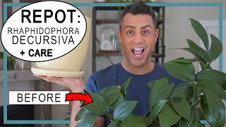 Rhaphidophora Decursiva Dragons Tail Plant Care HowTo Repot  Crucial Care Tips [upl. by Koren]