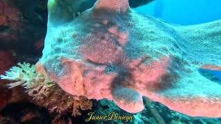 An Amazing Creature A Giant Frog Fish Antennarius commerson In Moalboal Cebu Philippines 🇵🇭 [upl. by Eniretak]