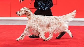 How to Breed Champion English Setters  Joan Savage English Setters  AKC Legacy Breeders [upl. by Ennaitak]