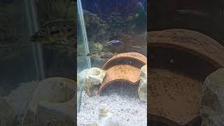 My new African cichlids 4 female and 1 male [upl. by Oribelle]