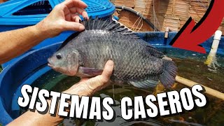 Sistema casero para criar TILAPIA en casa  Como criar tilapia en casa introducción  críar mojarra [upl. by Banerjee]