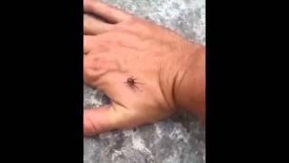 False widow spider Steatoda nobilis [upl. by Rocker]