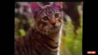 Whiskas Milk Plus  Lactose Reduced  The Best milk for cats  Australian TV Commercial 1993 [upl. by Yellehs]