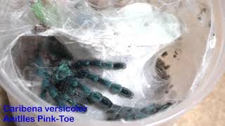 Caribena versicolor Sling Feedings  Antilles Pink Toe Tarantula feedings [upl. by Eillit]