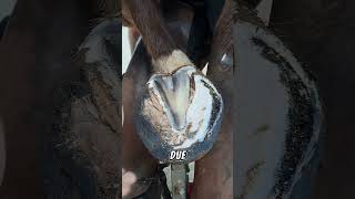 WOW TAKE A LOOK AT THIS HORSE TRIM  horse hooftrim hooftrimming [upl. by Kory]