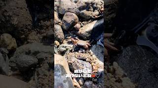 宇佐美の海で蟹と魚を捕まえてみた！🦀🐟 宇佐美 宇佐美海岸 伊豆 海 海遊び 磯遊び カニ 魚 アウトドア [upl. by Leseil628]