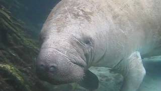 Florida Manatee Coming Up for Air [upl. by Sleinad871]