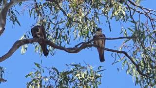 A pair of Falcons enjoying their meal  a tiny poor bird [upl. by Kele795]