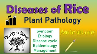 L13 Diseases of Rice  धान में लगने वाले रोग और उनका समाधान  rice blast doctoragriculture [upl. by Llemij]