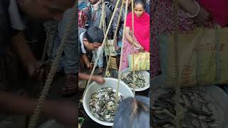 জিবন্তী ফিস মার্কেট কই মাছ ২৫০ টাকা কিলো fish localfishmarket machimarket food fishmarketbd [upl. by Surbeck469]