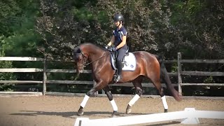 SOLD Pashmina ISF Star  Top Quality Young Dressage Mare by Sir Sinclair Keur [upl. by Erised]