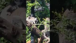 Cute ring tailed lemurs at Perth zoo [upl. by Strohbehn537]