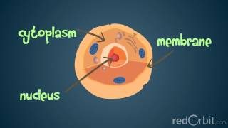 What is a Chromosome [upl. by Anthiathia]