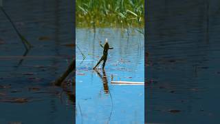 🐸Frog eating frog animals viralshort viralreels [upl. by Kania]