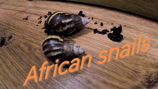 Slimák Africký  Lissachatina fulica [upl. by Pascal]