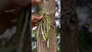 planting dendrobium on tree orchid garden [upl. by Asena]