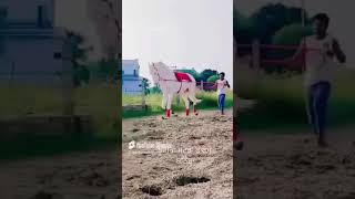 Stallion Anant music beach love travel edm horse horses trending trendingshorts trend [upl. by Irpak339]