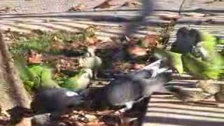 Wild Quaker Parrots quotRumblequot in Brooklyn [upl. by Mccollum]