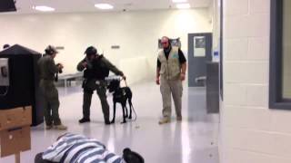 Giant Schnauzer Drilling for Riot Control Prison Work [upl. by Gunnar122]