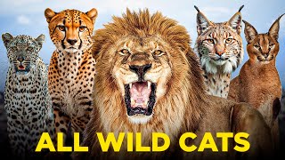 All type of Wild Cats Explained in 8 minutes [upl. by Reibaj364]