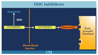 Medications for the Treatment of Parkinsons Disease [upl. by Zoa]