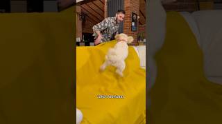 Una tipica serata DIFFICILE 😩 canedivertente divertente dog funny funnydog [upl. by Ztnaj248]