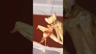 Asian flower mantis eats cricket shorts [upl. by Mehalick]