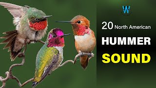 Hummingbird Sound amp Call 20 North American Species [upl. by Cleaves]