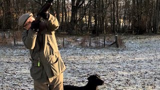 Driven Pheasant Shooting with a Labrador Retriever Peg Dog [upl. by Ariik718]