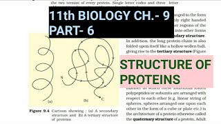 Class 11 BiologyCh9 Part6Structure of ProteinsStudy with Farru [upl. by Radmilla]