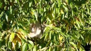 Japanese Snow Monkey Threat Display 樹上で威嚇誇示する野生ニホンザル [upl. by Nivre890]