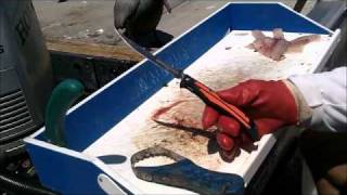 Fillet Knife Cleaning fishknife review [upl. by Lohner]