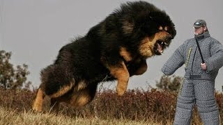 Top 25 Most Dangerous Dog Breeds in the World [upl. by Ilrak]