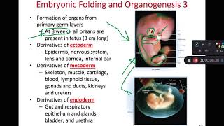 BIOL 314 Embryonic Folding amp Membranes Ch 29 Part 3 [upl. by Rosabel]