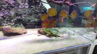 Discus Wild water changes 200L osmose water RODI system for a 550L aquarium tap water salts [upl. by Peregrine508]