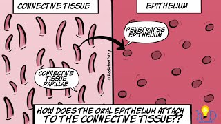 How does the oral epithelium attach to the connective tissue [upl. by Ikila699]